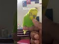 Kuki #foryoupage #Ryan_Eco_farm #viralvideo #bazigarbird #everyone