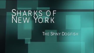 Spiny Dogfish - New York
