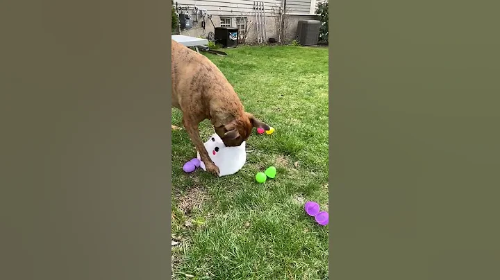 Dog egg hunting