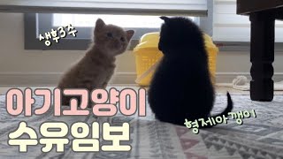 (ENG) 고양이를 버리지 마세요 | 생후 3주차 아기고양이 수유임보 시작한 신혼일상