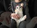 🫲😽🫱#cat