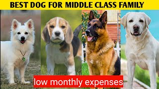 Best Dog For Middle Class Family : Low budget dog breeds by At Mix 1,700 views 2 weeks ago 8 minutes, 45 seconds