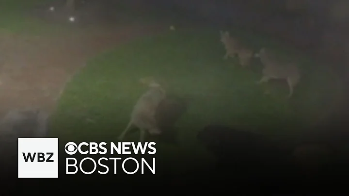 Video shows dog fighting off pack of coyotes at Massachusetts home