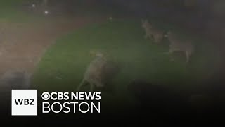 Video shows dog fighting off pack of coyotes at Massachusetts home