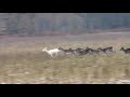 2020 12 04 Am Rande der Jagd - YT HD