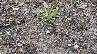 Castilleja seedlings in my garden