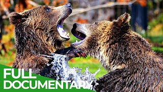 Yellowstone  The Breathtaking Beauty of America's First National Park | Free Documentary Nature
