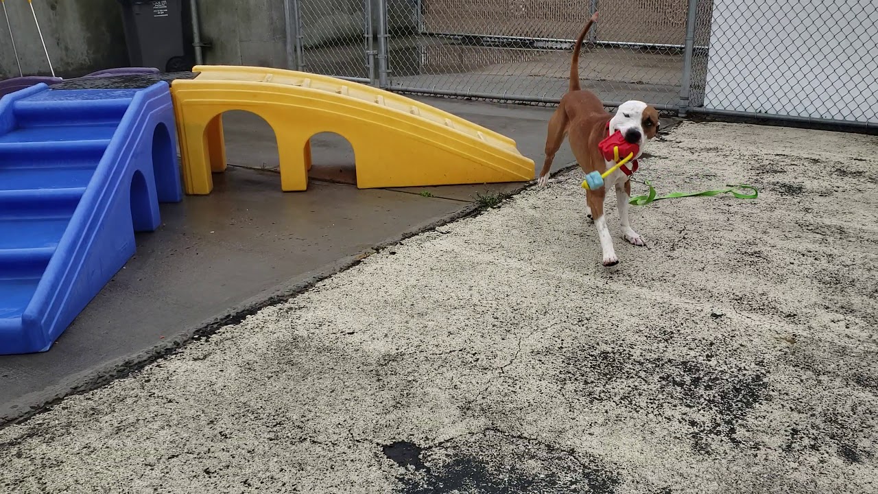 camera iphone 8 plus apk Shortstop 58531/What rain?