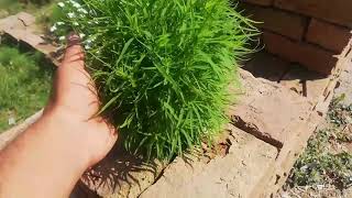 How to grow plants in walls ||Dewar mai poda kesy lagaien || Amazing new idea for plants