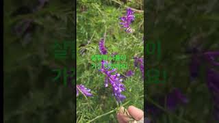 갈퀴나물 3종류중 가장맛있는 이것은??#살갈퀴나물#등갈퀴#갈퀴#갈퀴나물효능#된장국#숙채#포항아지매 #korea #pood