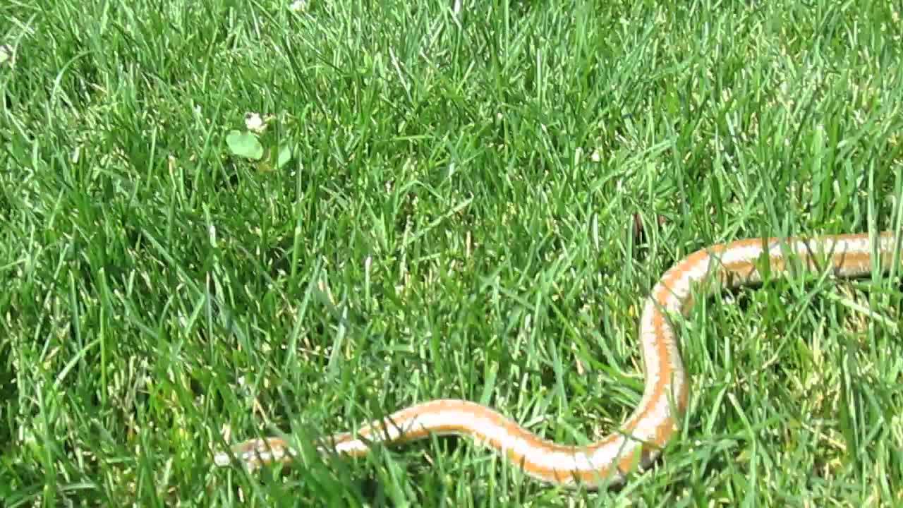 snake oil Rosy Boa Playing Outside