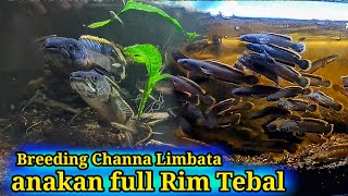 ternak channa limbata || full tahap dari Mancing sampai anakan besar²