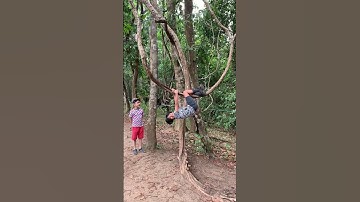Mowgli #kidsshortsvideos #climbing #tree #wayanad #tour #trip #fun #friends #family #kerala #tourism