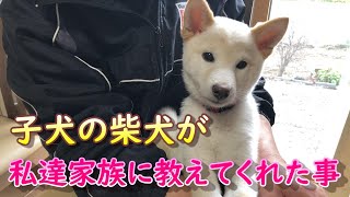 子犬の柴犬が私達を今まで以上に強い家族の絆にしてくれました！！