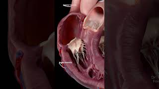 Details Chambers & Valves |  Heart Anatomy 🫀 Guide