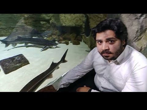 Dubai aquarium underwater zoo