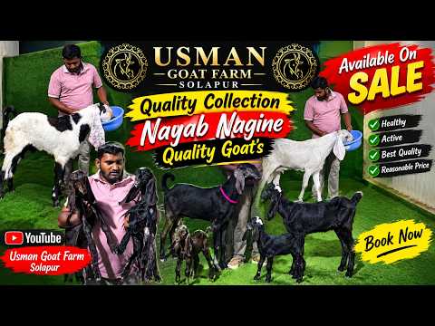 Nayab Nagine Ka Zabardast Collection | Quality Goats Available On Sale | Usman Goat Farm Solapur.