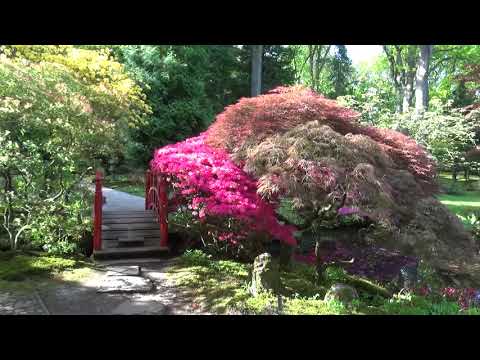 Japanse Tuin In Park Clingendael In Den Haag / Japanese Garden In The Hague (2019)