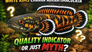 White Rims on Channa Aurantimaculata: Quality Indicator or Just a Myth?