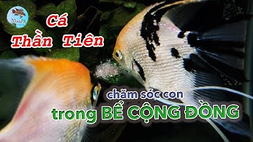 Cá Thần Tiên sinh sản trong bể cộng đồng