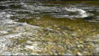 Fish of Kanaka Creek