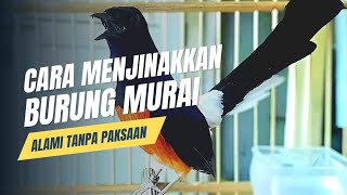 cara menjinakan burung murai dengan mudah alami tanpa paksaan @shalihinchannel5479