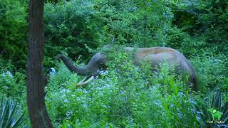 A very beautiful elephant king coming out of the forest by BLACK ELEPHANT 295 views 1 month ago 2 minutes, 47 seconds