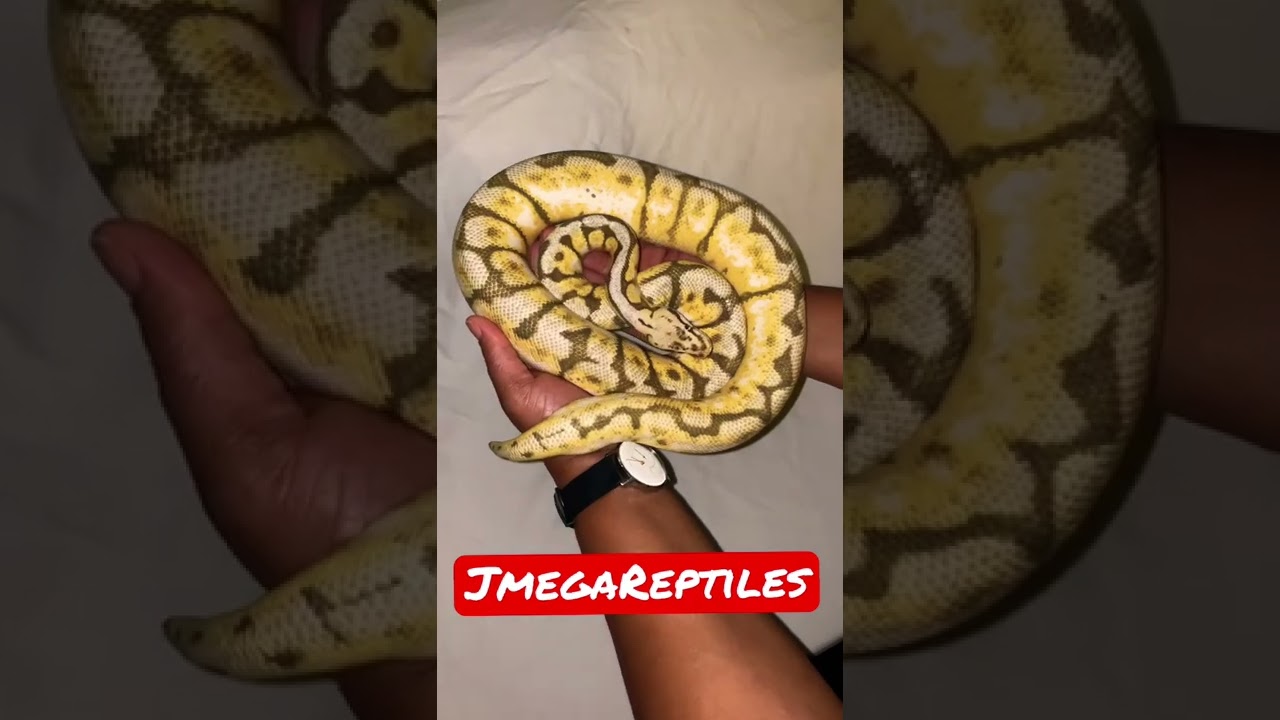 Update Super Pastel Sugar Spider Ball Python 🐍 🔥🐍  