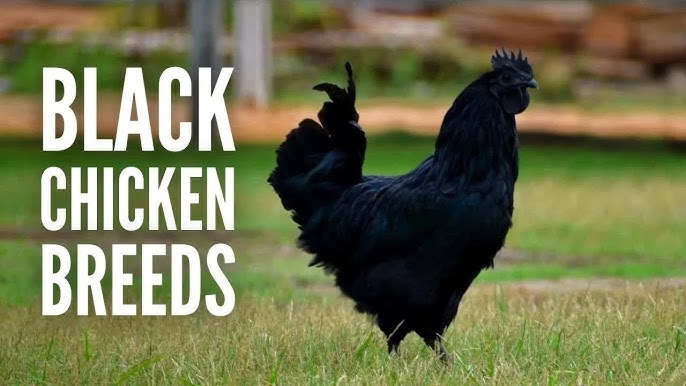 24+ Best Broody Chicken Breeds for Hatching Eggs