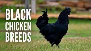 15 Black Chicken Breeds That You Will Surely Like