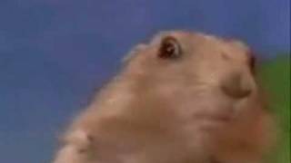 Animado-Hamster Dramático