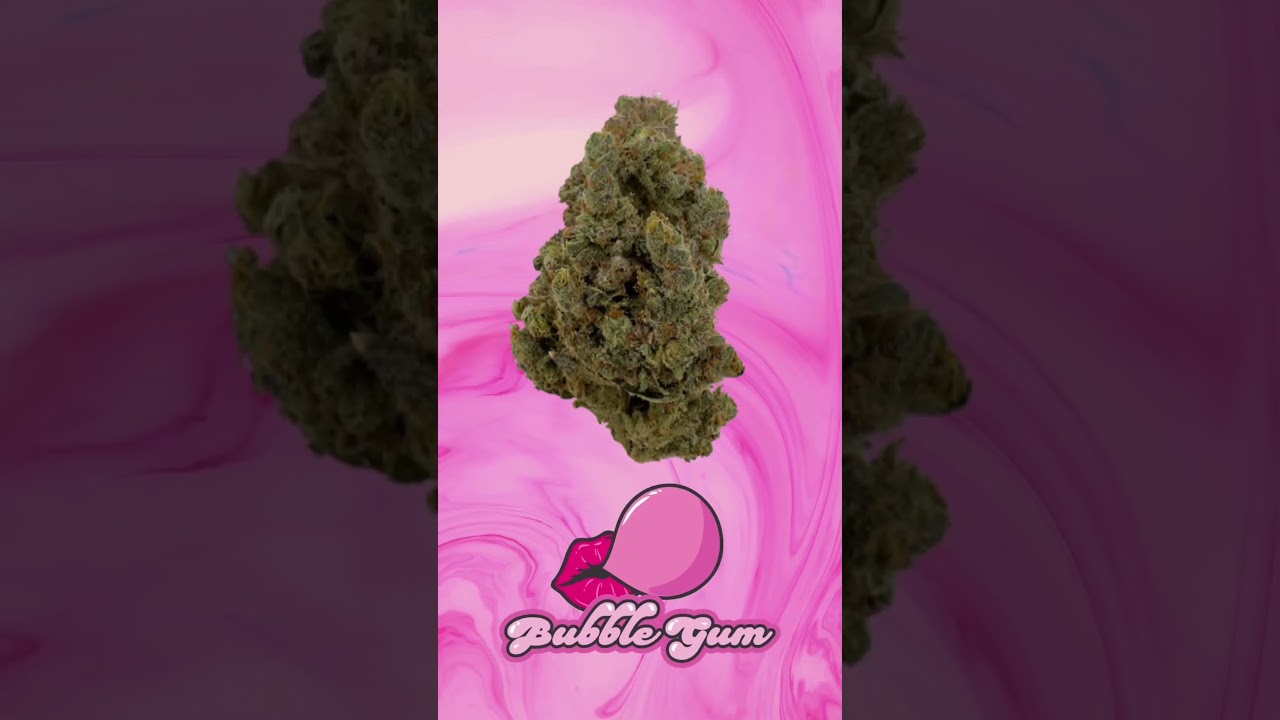 Savor the Sweetness: Bubble Gum is Here! 