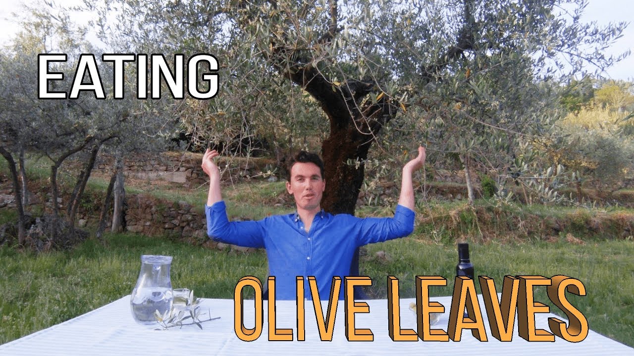 Eating Olive Leaves