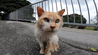 歩道に集まる野良猫達