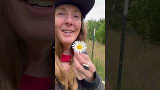 WILDCRAFTING OX EYED DAISY