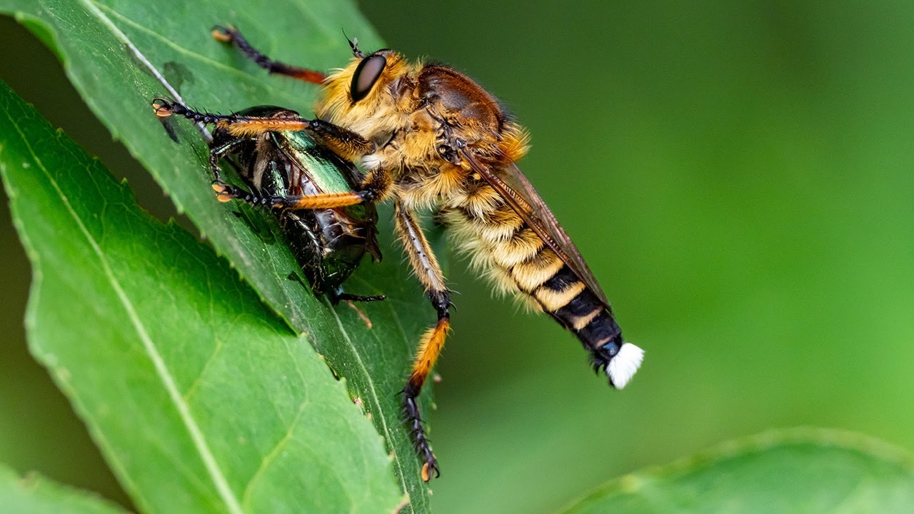 Robber fly's Prey Collection