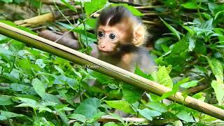 Libby Lets Rainbow Enjoy New Home Baby Misses Her Mum Mum Rose Too