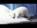 Герда нежится в снегу - Кай наслаждается зеленью/Белые медведи/Новосибирский зоопарк