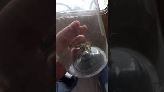 A bugs life giant moth rescue