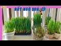 #70 thử nghiệm trồng mầm lúa mạch 2 cách kết quả bất ngờ | How to grow wheatgrass | barley sprouts