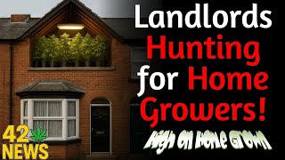 Landlords Hunting Home Growers! UK Landlords Warned: Homes Are Becoming Death Traps | 420 News #7