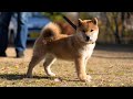 ID4603赤♀ shiba inu puppy red female