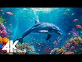 Aquarium 4k ultra  beautiful coral reef fish  relaxing sleep music