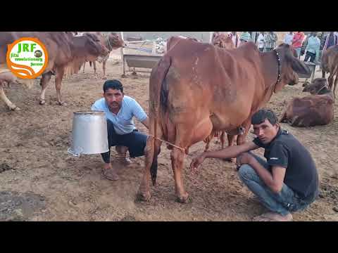 1👍Full Milking Video👍#Super #Elite Sahiwal Cow👍Monu, Azadnagar (9812677706)👍(8 March 2023)👍