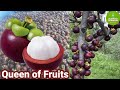 Amazing mangosteen farming expert tips for successful mangosteen farming modern agriculture 2023