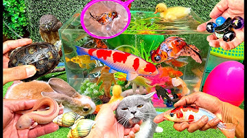 Bắt Các Con Vật Vui Dễ Thương, Giải Cứu Cá Cảnh, Mèo Dễ Thương, Cua, Rùa, Cá Koi, Cá Vàng, Changcady