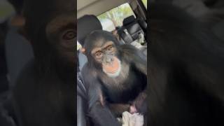 Limbani The Chimpanzee Loves Peso Pluma 🇲🇽 #Pesopluma