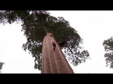 Vidéo: Séquoia géant : photo. Où pousse le séquoia géant ?