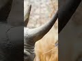 Из чего состоит рог носорога?