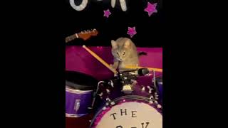 The Kucings Band